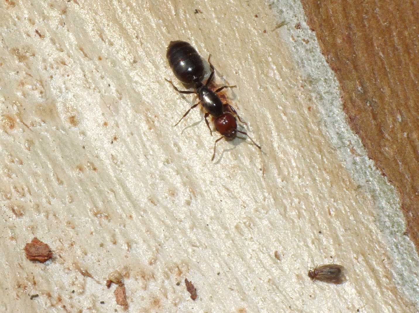 Regina di Crematogaster scutellaris